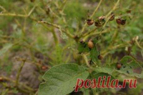 Колорадский жук как вредитель картофеля.