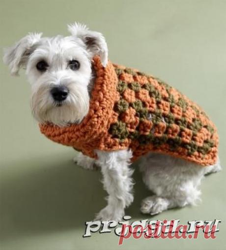 Вязание для собак крючком – все размеры