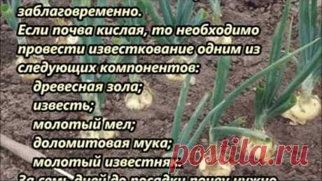 Бабушкин секрет посадки лука-севка!