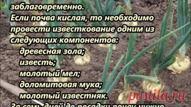 Бабушкин секрет посадки лука-севка!