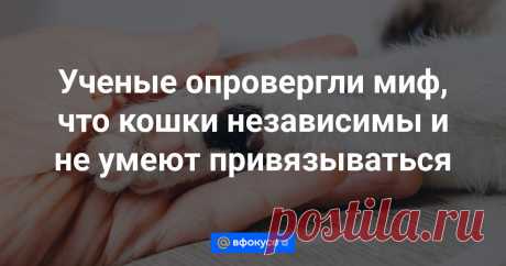 Ученые опровергли миф, что кошки независимы и не умеют привязываться Эти питомцы испытывают скорбь после смерти других животных в доме.