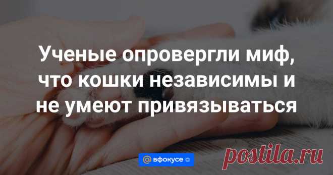 Ученые опровергли миф, что кошки независимы и не умеют привязываться Эти питомцы испытывают скорбь после смерти других животных в доме.
