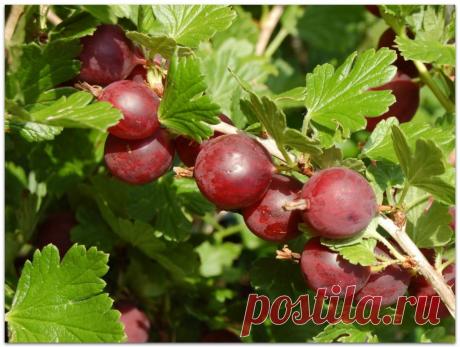 Девять полезных советов по уходу за крыжовником - МирТесен