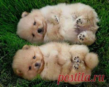 Лелик и Болик.