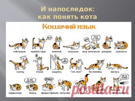 Вы кошачий психолог? Как прочитать выражение мордочки пушистика