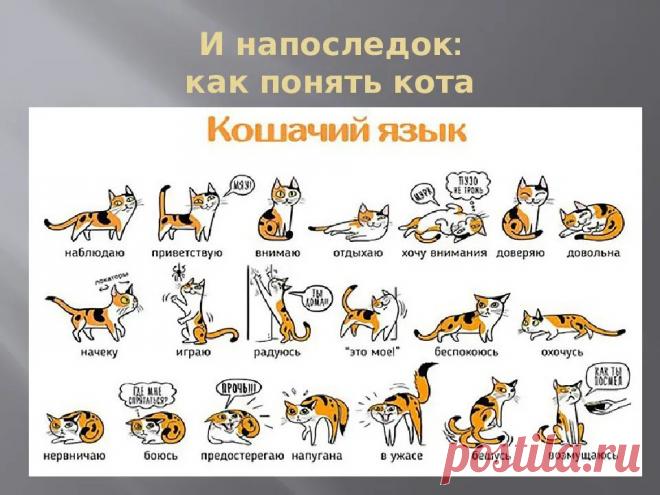 Вы кошачий психолог? Как прочитать выражение мордочки пушистика