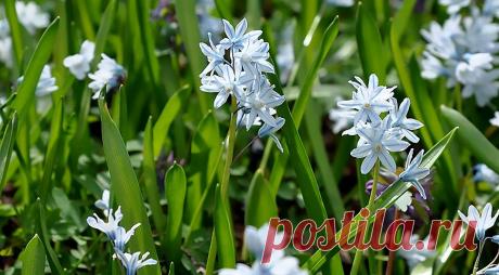 25 самых красивых весенних цветов: определитель с фото и названиями