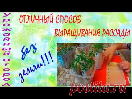 ОТЛИЧНЫЙ СПОСОБ ВЫРАЩИВАНИЯ РАССАДЫ!!! БЕЗ ЗЕМЛИ!