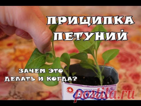 Как правильно прищипывать петунию