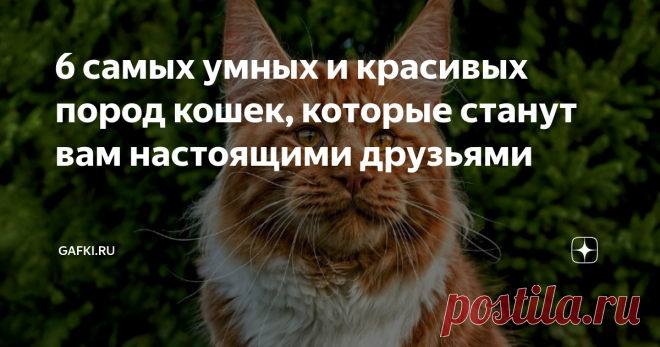 6 самых умных и красивых пород кошек, которые станут вам настоящими друзьями Выбирая для себя домашнего питомца, стоит обратить внимание на то, какими качествами он обладает. Тем людям, которые хотят иметь умных, дружелюбных и красивых кошек, стоит обратить внимание на следующие породы.
Мейн-кун
Настоящие короли среди кошек. Отличаются крупными размерами, роскошной шерстью и необычным, суровым выражением мордочки. Очень игривы, активны и умны. Хорошо поддаются