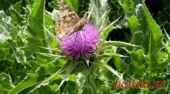 10 продуктов, которые чистят печень лучше всех лекарств Печень такой же важный орган, как мозг или сердце — без нее не проживет ни одно живое существо. Но при этом ее можно назвать особым органом, главной лабораторией, на котором завязан весь обмен веществ…