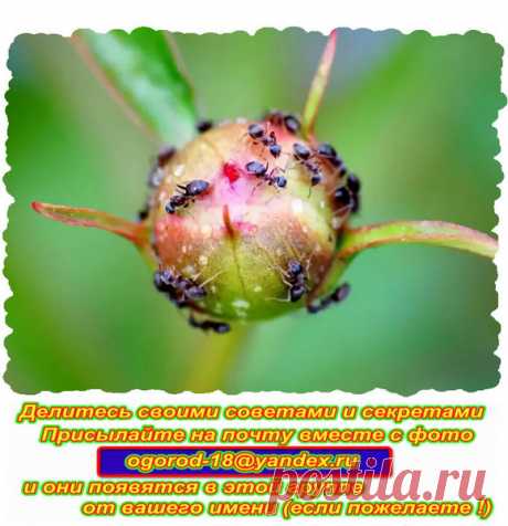 5 способов борьбы с садовыми муравьями | Сад и огород | Яндекс Дзен