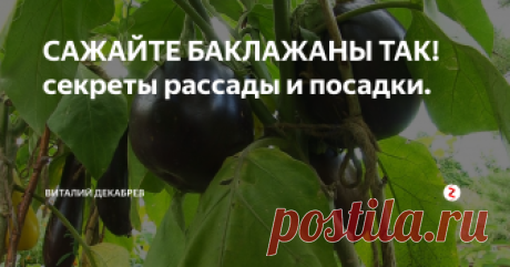 САЖАЙТЕ БАКЛАЖАНЫ ТАК! секреты рассады и посадки. Мои баклажаны всегда получаются отменными...
