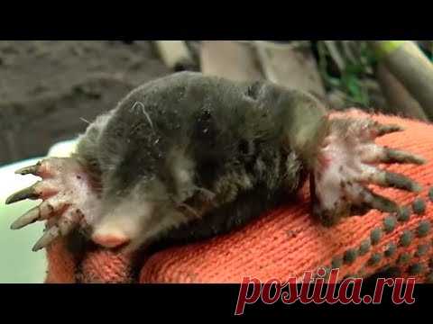 Как поймать крота самый эффективный метод but how to catch a mole