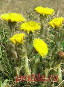 Мать-и-мачеха – лечебные свойства, применение, рецепты Другие названия: мать-и-мачеха обыкновенная, белокопытник, двуличник, подбел, водяной лопух, камчужная трава, лапуха студенная, мать трава, околоречная трава. Мать-и-мачеха – это многолетнее …