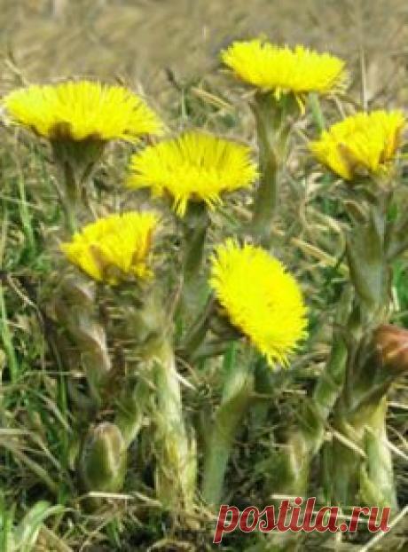 Мать-и-мачеха – лечебные свойства, применение, рецепты Другие названия: мать-и-мачеха обыкновенная, белокопытник, двуличник, подбел, водяной лопух, камчужная трава, лапуха студенная, мать трава, околоречная трава. Мать-и-мачеха – это многолетнее …