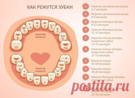 ЧТО ДЕЛАТЬ, КОГДА РЕЖУТСЯ ПЕРВЫЕ ЗУБКИ У РЕБЕНКА 
Когда режутся первые зубки, наступает тяжелый период не только для малыша, но и для мамы. Часто, не имея достаточного опыта, родители не всегда могут понять, отчего их кроха резко стала плаксивой и потеряла аппетит. Ведь набухшие у ребенка десны и повышенное слюноотделение могут появиться задолго до первых зубов. Но некоторые дети практически безболезненно переносят этот нелегкий период в своей жизни. 
Во сколько режутся первые зубки, понять слож