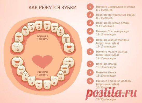 ЧТО ДЕЛАТЬ, КОГДА РЕЖУТСЯ ПЕРВЫЕ ЗУБКИ У РЕБЕНКА 
Когда режутся первые зубки, наступает тяжелый период не только для малыша, но и для мамы. Часто, не имея достаточного опыта, родители не всегда могут понять, отчего их кроха резко стала плаксивой и потеряла аппетит. Ведь набухшие у ребенка десны и повышенное слюноотделение могут появиться задолго до первых зубов. Но некоторые дети практически безболезненно переносят этот нелегкий период в своей жизни. 
Во сколько режутся первые зубки, понять слож