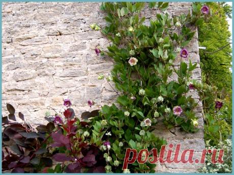 Кобея: выращивание из семян в домашних условиях - подробная инструкция!