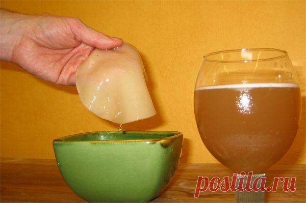 Чем полезен чайный гриб? Как приготовить чайный квас....