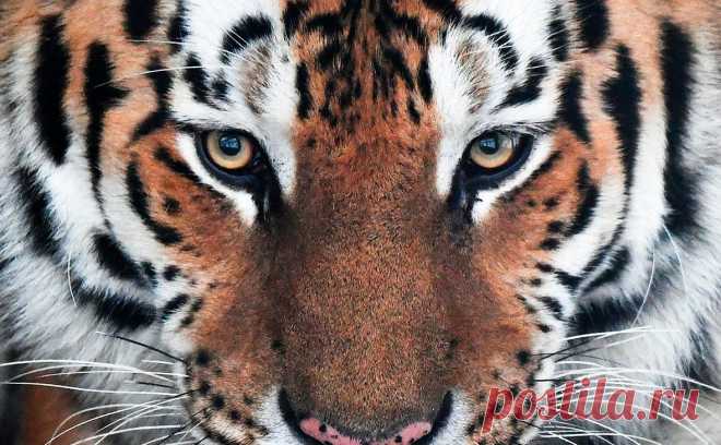 Тушу убитого амурского тигра нашли в Приморье. Убитого и расчлененного амурского тигра обнаружили в Приморском крае.