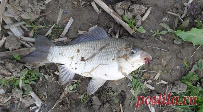 Как поймать карася, если он не хочет клевать. Два моих проверенных способа, которые и вам помогут в бесклёвье | ПОДСЛУШАНО СЕКРЕТЫ РЫБОЛОВА | Пульс Mail.ru Как вынудить карася на поклёвку