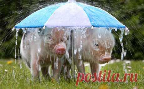 &gt;&gt; Животные в фотографиях | ФОТО НОВОСТИ