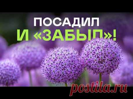 💥30 многолетников которым ВООБЩЕ НЕ нужен уход