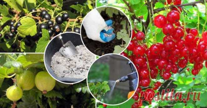 5 простых советов для богатого урожая ягод