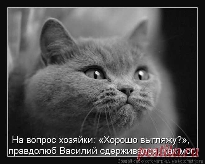 Котоматрица: Круть
