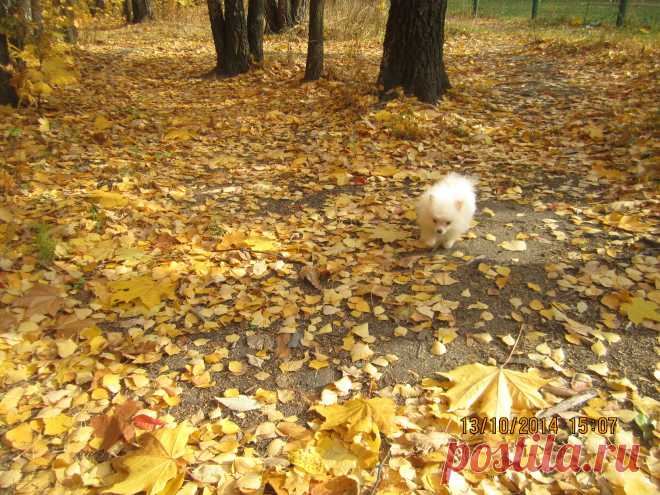 наша осень