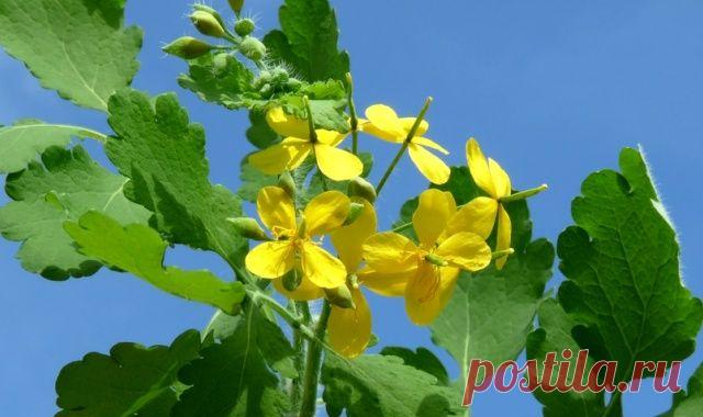 Настойка чистотела на водке - средство от ста болезней