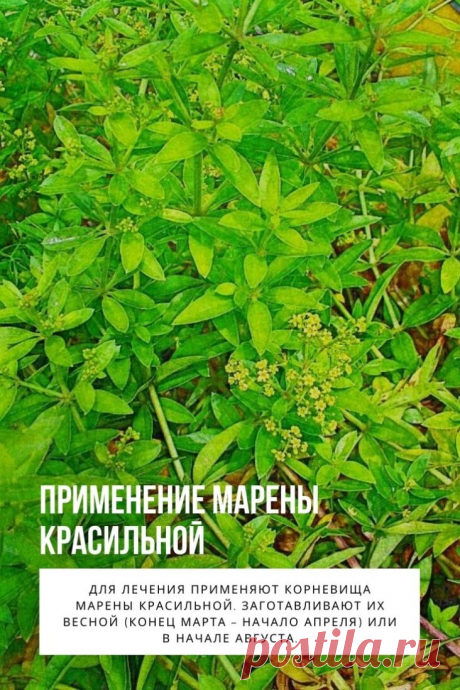 Применение марены красильной. Марена красильная (марина, марзана, крап)- семейства мареновых.  Это многолетнее травянистое растение. Стебли ветвистые в  высоту могут достигать до 1,5 метров. Корневище длинное горизонтальное. Листья парные колючие, шероховатые. Цветки мелкие  соединены в многоцветные метелки. Цветет марена красильная в июне. Плод мясистый, костянковидный. Плоды созревают в сентябре.