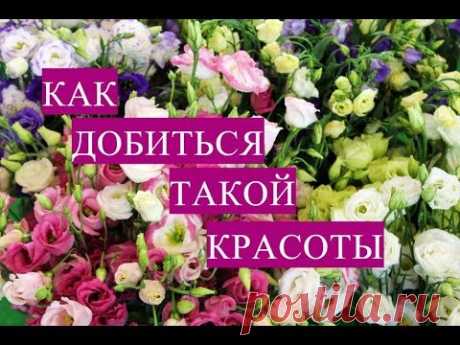 Учусь На Своих Ошибках. Эустома: Как Правильно Посеять.