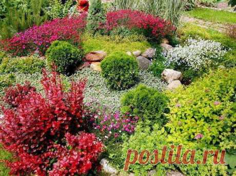 Фото 77 - Низкорослые туи и барбарис в цветнике