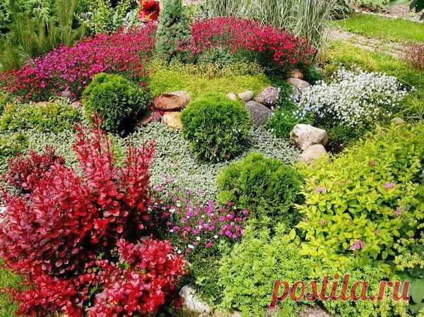 Фото 77 - Низкорослые туи и барбарис в цветнике