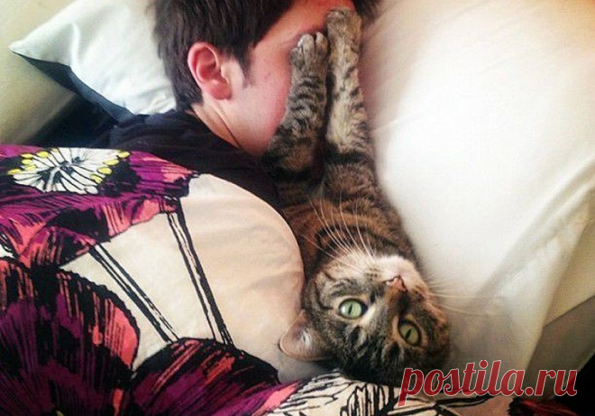 Тяжёлая дума на мохнатой мосе: Как коты наказывают непослушных людей (+ смешные фото) | Лариса Кречетова | Яндекс Дзен