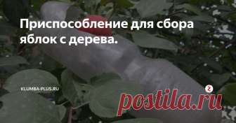 Приспособление для сбора яблок с дерева. На макушке яблонь созревают самые вкусные и красивые яблоки, но как собрать плоды с высоких деревьев, не повредив плоды и ветки. Можно сделать простое и удобное приспособление для сбора урожая яблок из любой пластиковой бутылки и длинного держателя.
