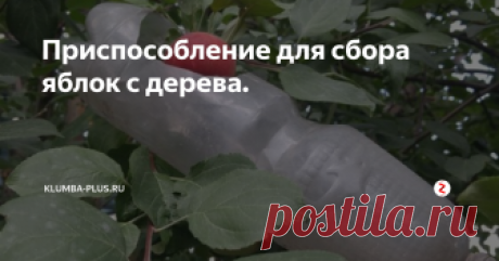 Приспособление для сбора яблок с дерева. На макушке яблонь созревают самые вкусные и красивые яблоки, но как собрать плоды с высоких деревьев, не повредив плоды и ветки. Можно сделать простое и удобное приспособление для сбора урожая яблок из любой пластиковой бутылки и длинного держателя.