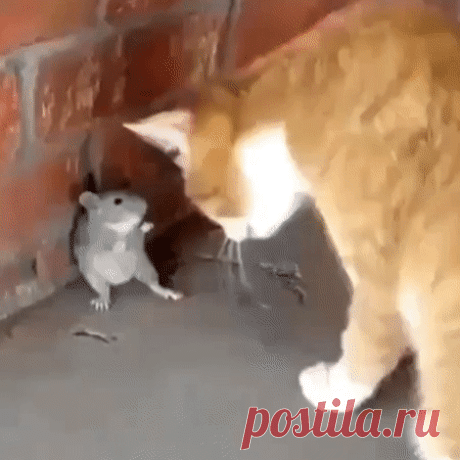 Они существуют!