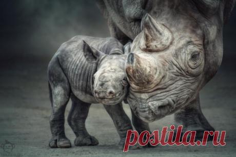 Большие и маленькие животные вместе;) Удивительно тёплые фотографии — Фотоискусство