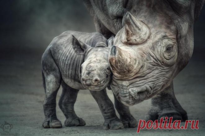 Большие и маленькие животные вместе;) Удивительно тёплые фотографии — Фотоискусство