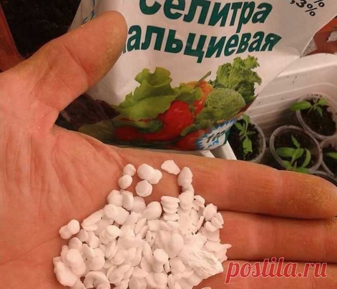 Одна подкормка и любая рассада окрепнет! | Огород и Дача - Большая Удача | Яндекс Дзен