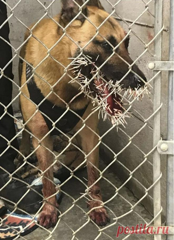 После встречи с дикобразом в пасти служебной собаки осталось 200 игл (2 фото) . Тут забавно !!!