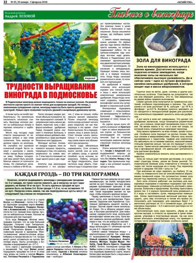 Трудности выращивания винограда в Подмосковье. Зола для винограда