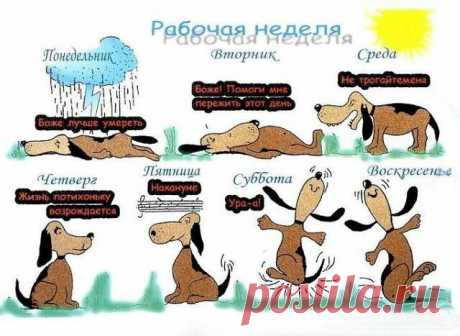Подборка смешных фото и рисунков | Музыка ветра | Яндекс Дзен