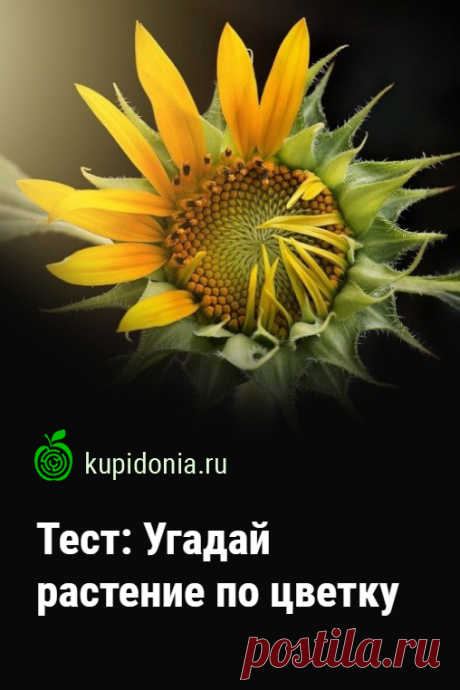 Тест: Угадай растение по цветку. Тест о цветущих растениях с картинками, который проверит ваши знания и визуальную память. В последнее время мы часто слышим о том, что необходимо высаживать больше цветов для создания более красивого и уютного ландшафта. Но как узнать, какие именно цветы посадить, чтобы они радовали своей цветностью, а не просто создавали вид клумбы? Для того, чтобы узнать ответ на этот вопрос, предлагаем пройти наш тест. Он состоит из 16 вопросов, которые помогут вам освежить …