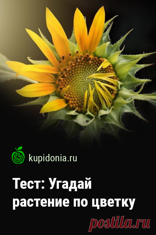 Тест: Угадай растение по цветку. Тест о цветущих растениях с картинками, который проверит ваши знания и визуальную память. В последнее время мы часто слышим о том, что необходимо высаживать больше цветов для создания более красивого и уютного ландшафта. Но как узнать, какие именно цветы посадить, чтобы они радовали своей цветностью, а не просто создавали вид клумбы? Для того, чтобы узнать ответ на этот вопрос, предлагаем пройти наш тест. Он состоит из 16 вопросов, которые помогут вам освежить …