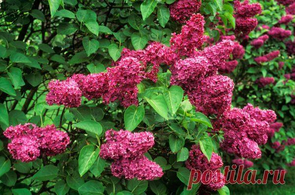 Описание 25 лучших сортов сирени с фото и названиями | Дачный участок