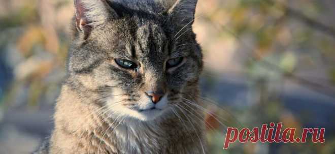 Кошачья месть | PetTips